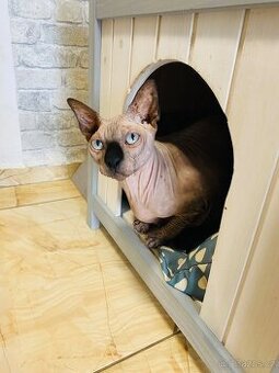 Kanadský sphynx