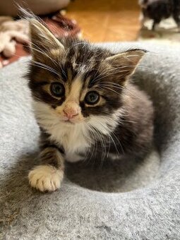 Maine coon mačiatka