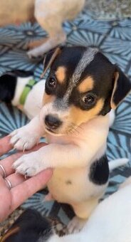 štěňátka Jack Russell teriéra