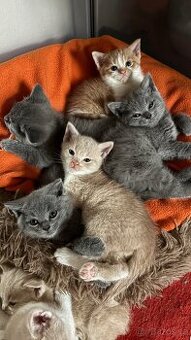 Nabídka koťat – britská a polo-britská