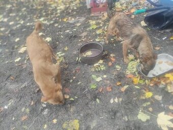 Větší štěnátka