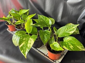 SLEVA⤵️ Zlatý Potos, Šplhavnice zlatá, Epipremnum aureum