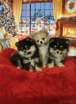 Pomeranian / Zwergspitz