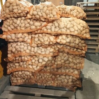 Prodám brambory na uskladneni