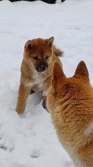Shiba inu
