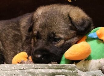 Německý ovčák štěňata s PP ❤️