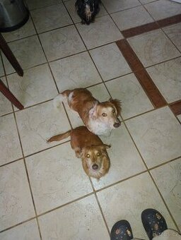 Jezevčík dlouhosrstý