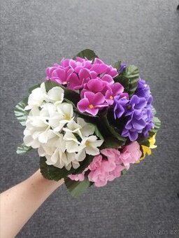 Petrklíč růžová bílá žlutá fialová akce 29Kč