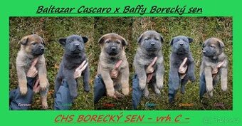 Německý ovčák - štěňátka s PP