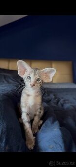 Orientální koťe Marbleficent s PP Pasithea 🌸