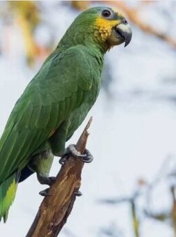 Koupím amazoňan oranzovokridly