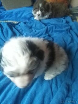 Australský ovčák bez PP