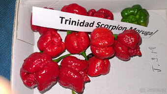 Trinidad Scorpion Moruga semínka