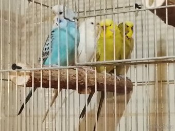 Dva páry andulek+Klec