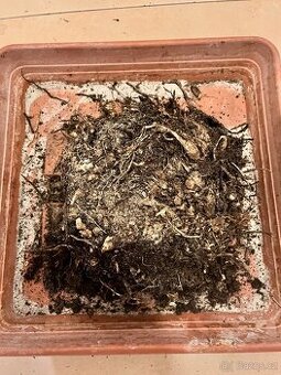 Nabízím k prodeji velké zdravé hlizy Jiřiny