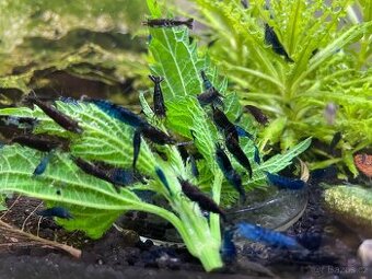 Krevetky modré Blue Diamond