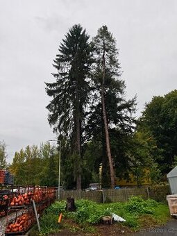 Daruji dřevo 5ks vzrostlých stromů za pokácení.