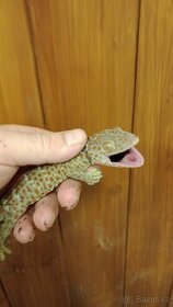 Gekon obrovský (Gekko gecko)