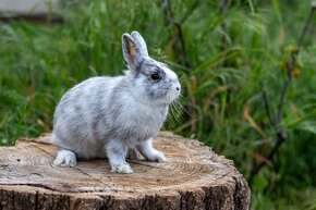 Zakrslý rhönský králík
