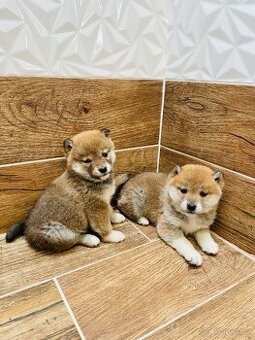 Shiba Inu