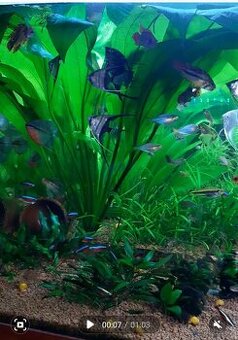 Akvarijní rostlina - 1
