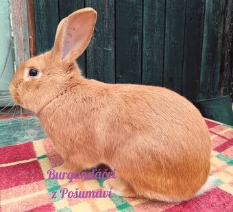 BURGUNDSKÝ králík s PP - POSLEDNÍ SAMEČCI 🐇🐇🐇 ⭐️⭐️⭐️