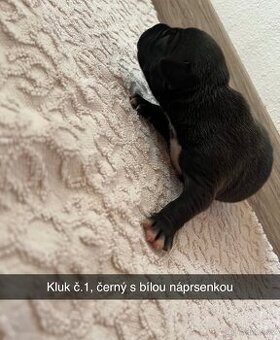 Stafordšírský teriér bez PP