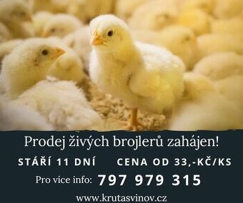 Živá drůbež - Brojlerová kuřata