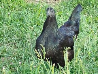 Násadová vejce Ayam Cemani