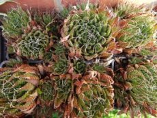 Aloe pravá