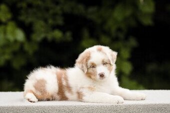 Australský ovčák redmerle kluk s PP