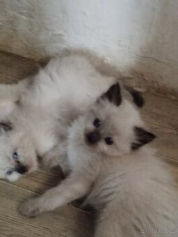 Prodám koťátka plemene Ragdoll