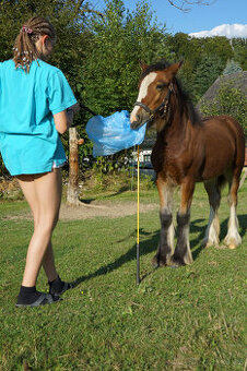 IRSKÝ COB-kobylka odstávče-REZERVACE