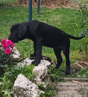 Štěně Cane Corso