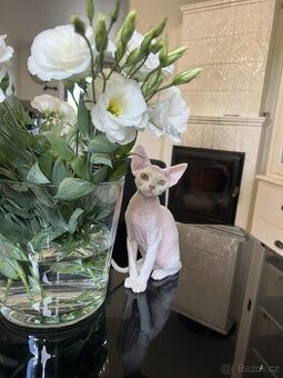 Kocourci Devon rex s PP