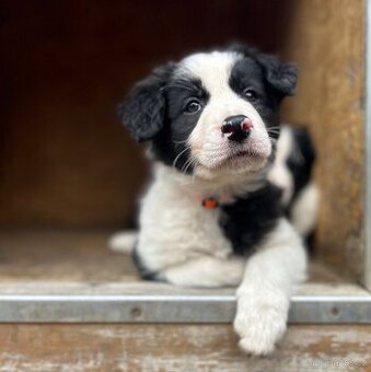Štěně Border kolie (pejsci) ihned k odběru