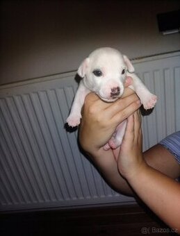 Štěňátko Jack Russell