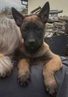 Belgický ovčák MALINOIS  štěně-fenka s PP /Vysočina