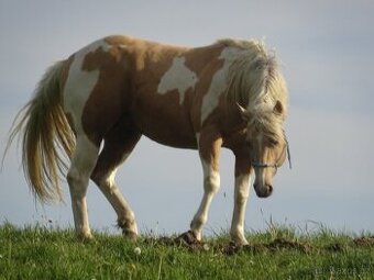 Nabízím připouštění plemeným hřebcem APH