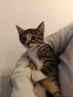 Kotě kočička mourovatá