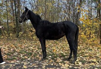 Na jaře 3 letá klisna do sportu i rekreaci