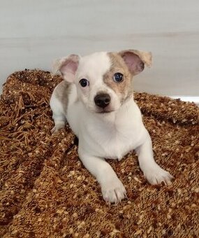 Čivava krátkosrstá