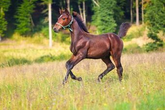 ČT hřebeček 2025 - možnost SPLÁTEK