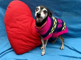 RONÍČEK - 3 kg, kastrovaný psík 13 let