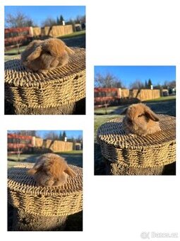 Zakrslý králík - mini lop