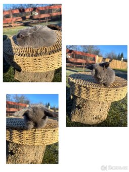 Zakrslý králík - mini lop