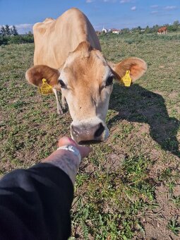 REZERVACE - Prodáme březí krávy