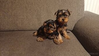 Jorkšírský teriér bez PP