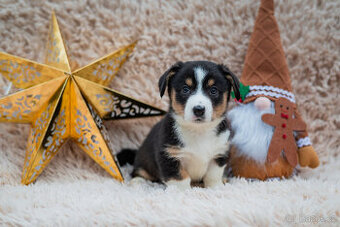 Welsh Corgi Cardigan s PP - holčička