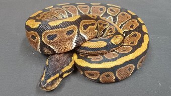 Mladá krajta královská